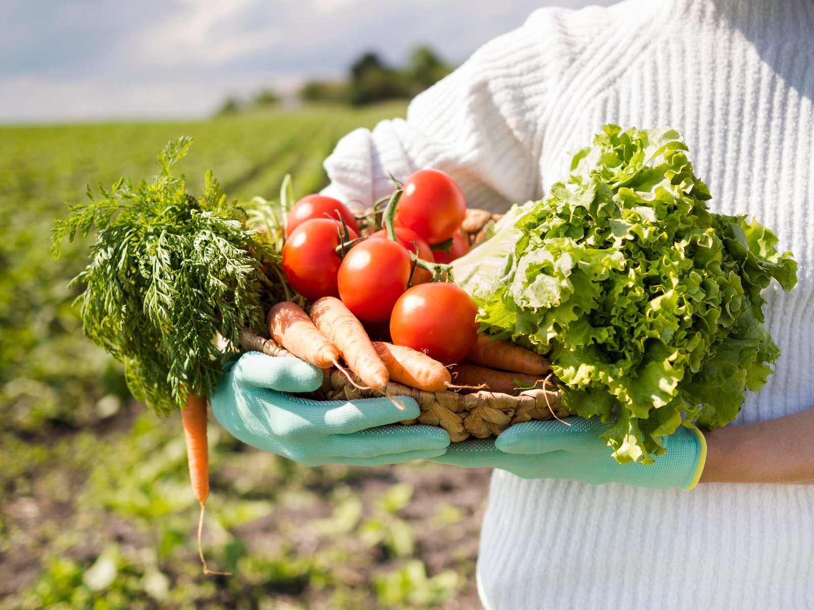 5 Essential Tips for Organic Farming Success in 2026