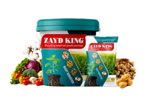 ZAYD King